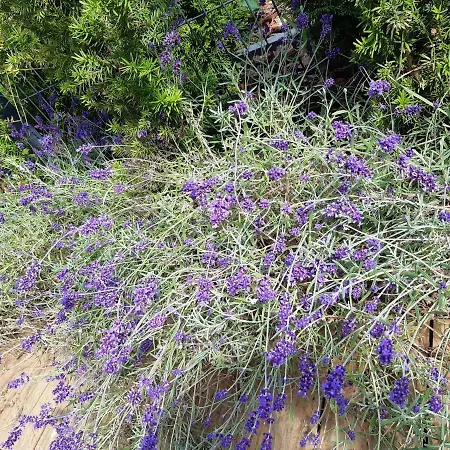 Sea Garden & Pines Łukęcin